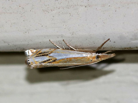 Double-banded Grass Veneer - Crambus agitatellus Approximately 10-13 mm long. Golden brown forewing with a large white patch covering the outer basal half of the wing. White streak is interrupted by an angled, silver subterminal line.

Habitat: Attracted to a 395 nm LED light in a semi-rural area Crambus agitatellus,Double-banded grass-veneer moth,Geotagged,Summer,United States,moth