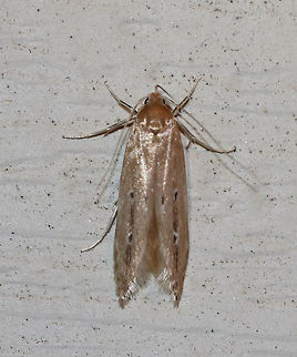 Shy Cosmet Moth - Limnaecia phragmitella WS: ~15 mm. FW shiny tan with two white-ringed dark brown dots in AM and PM areas. Hosts: Cattail (Typha sp.).

Habitat: Attracted to a 395 nm LED light in a semi-rural area.  Geotagged,Limnaecia,Limnaecia phragmitella,Shy Cosmet Moth,Summer,United States,moth