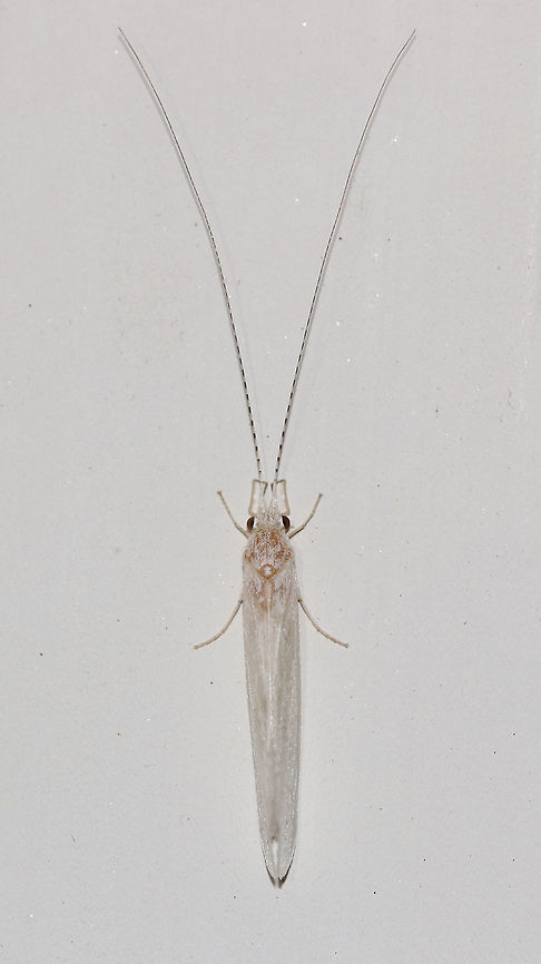 White Miller - Nectopsyche sp. White caddisfly with black dashes on antennae.  <br />
<br />
Habitat: Attracted to a 395 nm LED light in a semi-rural area Geotagged,Nectopsyche,Summer,United States,caddisfly,trichoptera,white miller