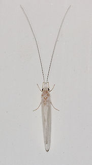 White Miller - Nectopsyche sp. White caddisfly with black dashes on antennae.  

Habitat: Attracted to a 395 nm LED light in a semi-rural area Geotagged,Nectopsyche,Summer,United States,caddisfly,trichoptera,white miller