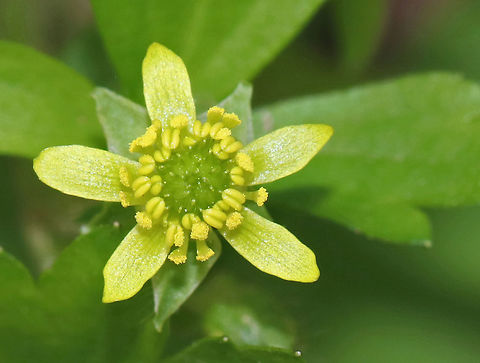 Hooked crowfoot- Ranunculus recurvatus This species of buttercup has tiny, pale-yellow flowers. It's called "hooked" because each achene  has a hooked beak. Hooked crowfoot is one of 6 species of buttercups in Connecticut with tiny flowers.

Habitat: Near a small woodland pond Geotagged,Hooked crowfoot,Ranunculus,Ranunculus recurvatus,Spring,United States,blisterwort,buttercup,hooked buttercup
