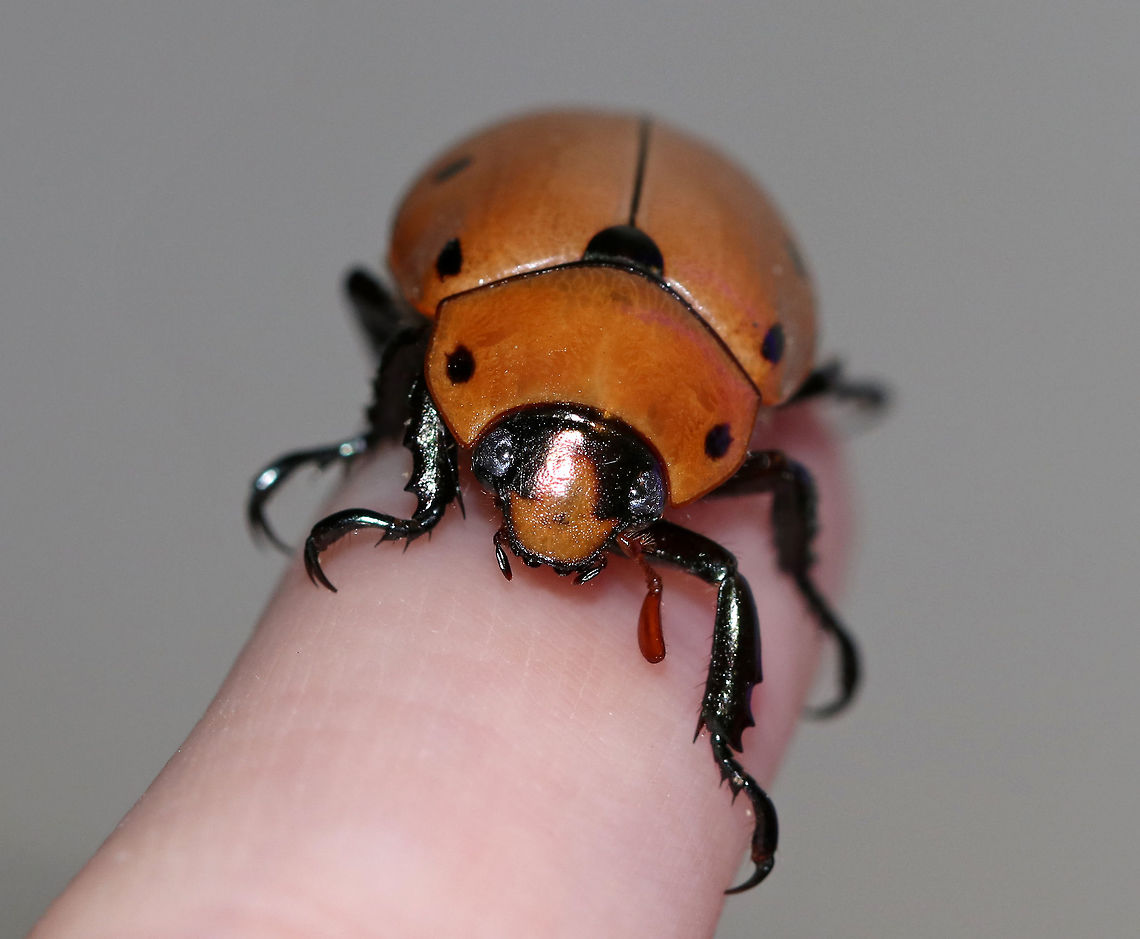 Grapevine Beetle - Pelidnota punctata This beetle latched on to my finger and did not want to get off! I was afraid to hurt it, so I let it stay for awhile, but eventually had to shake it off.<br />
<br />
Description: A large, golden-yellowish orange scarab beetle with peripheral spots on the pronotum and elytra.<br />
<br />
Habitat: Attracted to a 395 nm LED light in a semi-rural area.<br />
<figure class="photo"><a href="https://www.jungledragon.com/image/81128/grapevine_beetle_-_pelidnota_punctata.html" title="Grapevine Beetle - Pelidnota punctata"><img src="https://s3.amazonaws.com/media.jungledragon.com/images/3232/81128_thumb.jpg?AWSAccessKeyId=05GMT0V3GWVNE7GGM1R2&Expires=1759968010&Signature=KwdXAkYKFVwPYQD5hwKKaD37K%2Bs%3D" width="200" height="168" alt="Grapevine Beetle - Pelidnota punctata This beetle latched on to my finger and did not want to get off! I was afraid to hurt it, so I let it stay for awhile, but eventually had to shake it off.<br />
<br />
Description: A large, golden-yellowish orange scarab beetle with peripheral spots on the pronotum and elytra.<br />
<br />
Habitat: Attracted to a 395 nm LED light in a semi-rural area.<br />
https://www.jungledragon.com/image/81127/grapevine_beetle_-_pelidnota_punctata.html Geotagged,Grapevine beetle,Pelidnota punctata,Summer,United States" /></a></figure><br />
 Geotagged,Grapevine beetle,Pelidnota punctata,Summer,United States,beetle