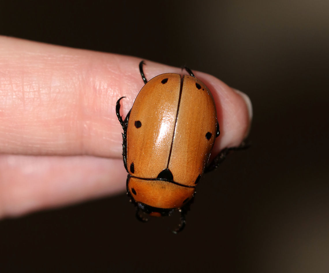 Grapevine Beetle - Pelidnota punctata This beetle latched on to my finger and did not want to get off! I was afraid to hurt it, so I let it stay for awhile, but eventually had to shake it off.<br />
<br />
Description: A large, golden-yellowish orange scarab beetle with peripheral spots on the pronotum and elytra.<br />
<br />
Habitat: Attracted to a 395 nm LED light in a semi-rural area.<br />
<figure class="photo"><a href="https://www.jungledragon.com/image/81127/grapevine_beetle_-_pelidnota_punctata.html" title="Grapevine Beetle - Pelidnota punctata"><img src="https://s3.amazonaws.com/media.jungledragon.com/images/3232/81127_thumb.jpg?AWSAccessKeyId=05GMT0V3GWVNE7GGM1R2&Expires=1769040010&Signature=9HtklQ01ZMLRsQLW8bwWFcZP5%2Bc%3D" width="200" height="166" alt="Grapevine Beetle - Pelidnota punctata This beetle latched on to my finger and did not want to get off! I was afraid to hurt it, so I let it stay for awhile, but eventually had to shake it off.<br />
<br />
Description: A large, golden-yellowish orange scarab beetle with peripheral spots on the pronotum and elytra.<br />
<br />
Habitat: Attracted to a 395 nm LED light in a semi-rural area.<br />
https://www.jungledragon.com/image/81128/grapevine_beetle_-_pelidnota_punctata.html<br />
 Geotagged,Grapevine beetle,Pelidnota punctata,Summer,United States,beetle" /></a></figure> Geotagged,Grapevine beetle,Pelidnota punctata,Summer,United States
