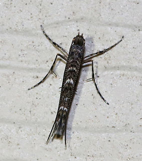 Finite-channeled Leafminer - Neurobathra strigifinitella TL: ~5 mm. Gray FW with a pattern of angled, black-edged white lines. Apex of FW has black dots. Host: Oak

Habitat: Attracted to a 395 nm LED light. Finite-channeled Leafminer,Geotagged,Neurobathra strigifinitella,Summer,United States,leafminer,moth