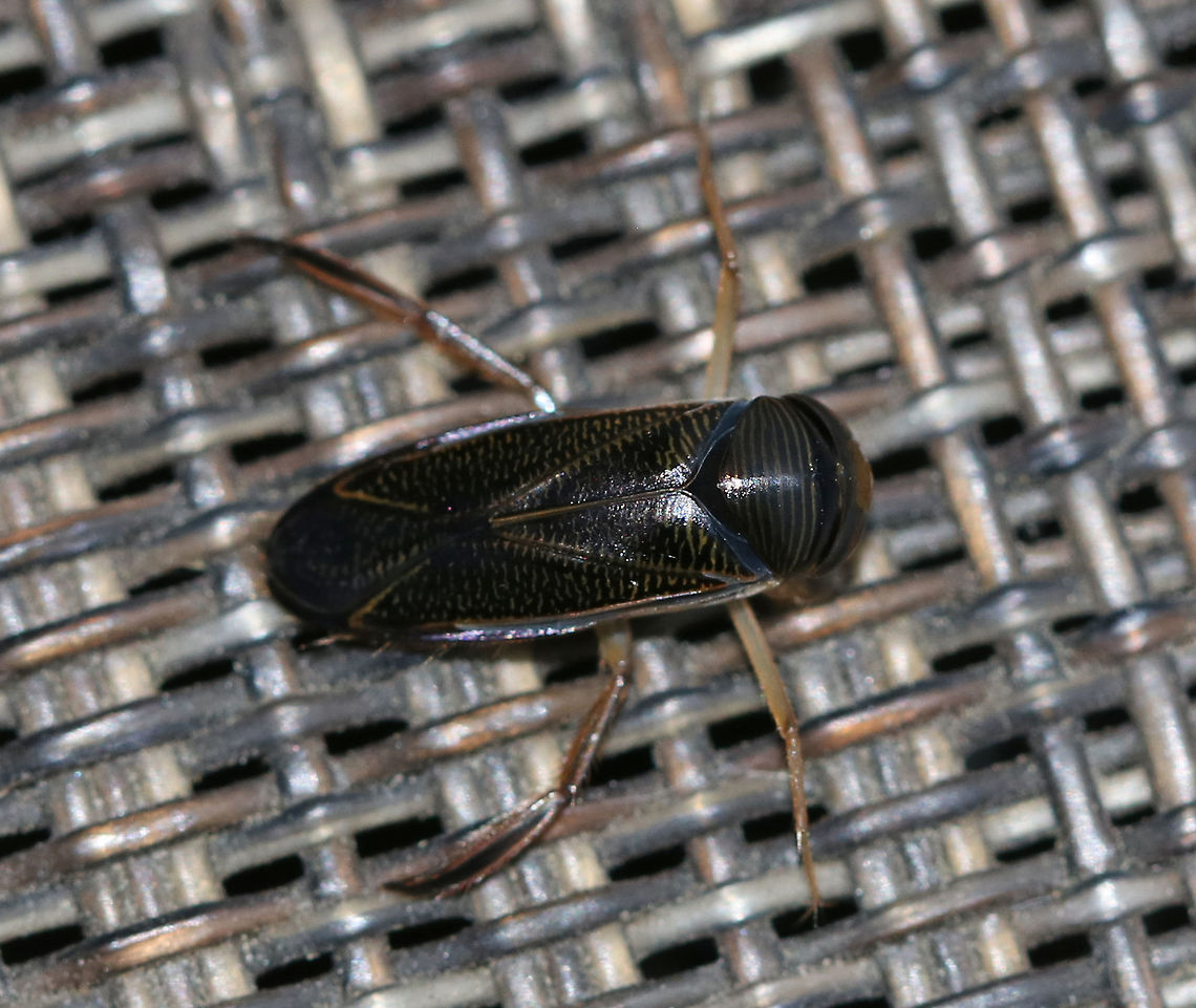 Water Boatman - Hesperocorixa sp. This was an unexpected visitor to my moth light! Water boatmen are soft-bodied, aquatic insects that live in ponds. Adults may appear at lights at night as they move from pond to pond. But, I have never seen one at my light before!<br />
<br />
Habitat: Attracted to a black light in a semi-rural area. There are no nearby ponds, but there is a wetland in back of where I live. Geotagged,Hesperocorixa,Summer,United States,corixidae,water boatman,water boatmen