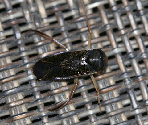 Water Boatman - Hesperocorixa sp. This was an unexpected visitor to my moth light! Water boatmen are soft-bodied, aquatic insects that live in ponds. Adults may appear at lights at night as they move from pond to pond. But, I have never seen one at my light before!

Habitat: Attracted to a black light in a semi-rural area. There are no nearby ponds, but there is a wetland in back of where I live. Geotagged,Hesperocorixa,Summer,United States,corixidae,water boatman,water boatmen