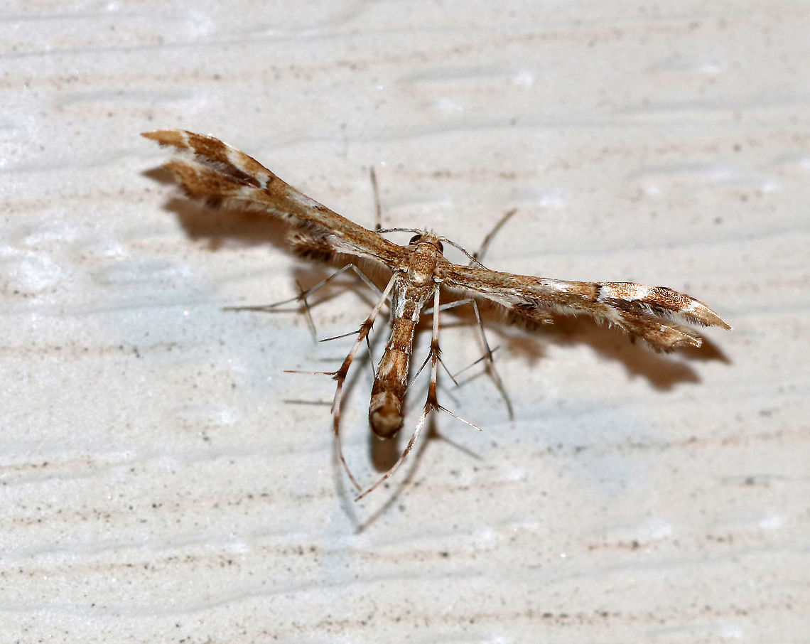 Grape Plume Moth - Geina periscelidactylus WS: ~15 mm. Peppery orange FW with a white crescent in the mouth of the notch, and two white lines slanting in from the costa near the apex. Hosts: Grape and Virginia creeper.<br />
<br />
*I'm not sure about the ID and think there's a decent chance it could be Geina tenuidactylus. <br />
<br />
Habitat: Attracted to a light in a semi-rural area Geina periscelidactyla,Geotagged,Summer,United States,geina,grape plume moth,moth,plume moth