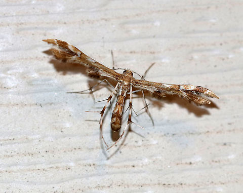 Grape Plume Moth