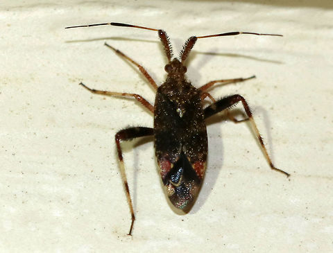 Neurocolpus nubilus - Clouded Plant Bug Thickly-haired first antennal segment characterizes the members of this genus.  This species has yellow-spotted red cuneuses. 

Habitat: Attracted to a light in a semi-rural area  Geotagged,Neurocolpus nubilus,Summer,United States,bug,clouded plant bug,plant bug