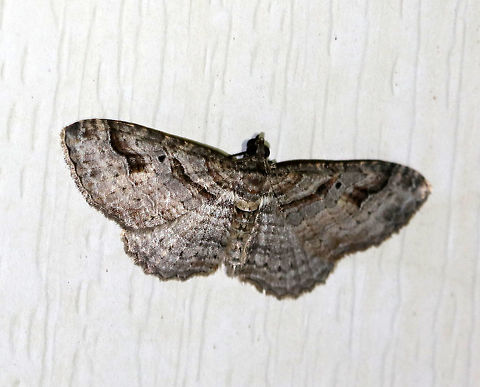 Bent-line Carpet Moth - Costaconvexa centrostrigaria Gray moth with an approximately 2 cm wingspan. The antemedial and postmedial lines form dark brown bands. The postmedial line ends midway across the wing. All four wings have small, black discal spots. This species is sexually dimorphic: male have wings that are mostly gray, while females are more brownish and have a dark median area.

Habitat: Attracted to a light in a semi-rural area Bent-line Carpet Moth,Costaconvexa centrostrigaria,Geotagged,Summer,United States