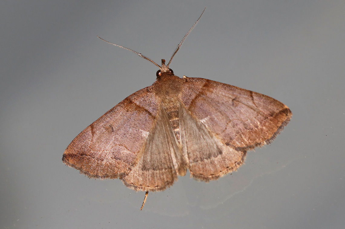 Variable Fan-Foot - Zanclognatha laevigata TL: ~20 mm. Very variable species!<br />
<br />
Habitat: Attracted to a light in a semi-rural area Geotagged,Summer,United States,Zanclognatha,Zanclognatha laevigata,moth,variable fan-foot