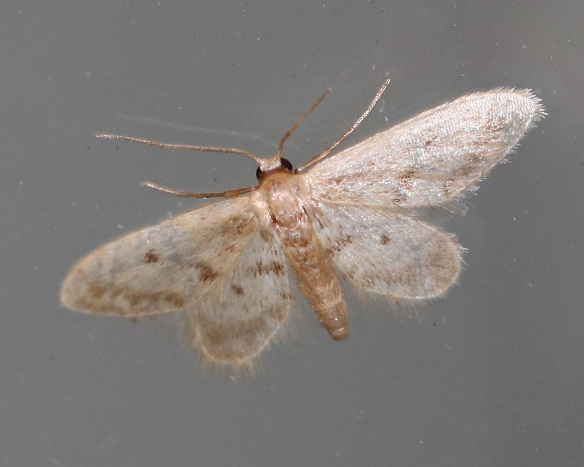 Fortunate Wave - Idaea bonifata TL: ~5 mm. Hosts: Decaying leaves and stored grain.<br />
<br />
Habitat: Attracted to a light in a semi-rural area Fortunate Wave,Geotagged,Idaea,Idaea bonifata,Summer,United States,moth