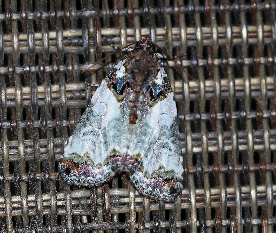 Tufted Bird Dropping Moth - Cerma cerintha <br />
WS: ~30 mm. Coloration resembles bird droppings, hence the common name. Hosts: Rose family (Rosaceae).<br />
<br />
Habitat: Attracted to a light (and hummingbird feeder) in a semi-rural area Cerma cerintha,Geotagged,Summer,Tufted bird dropping moth,United States