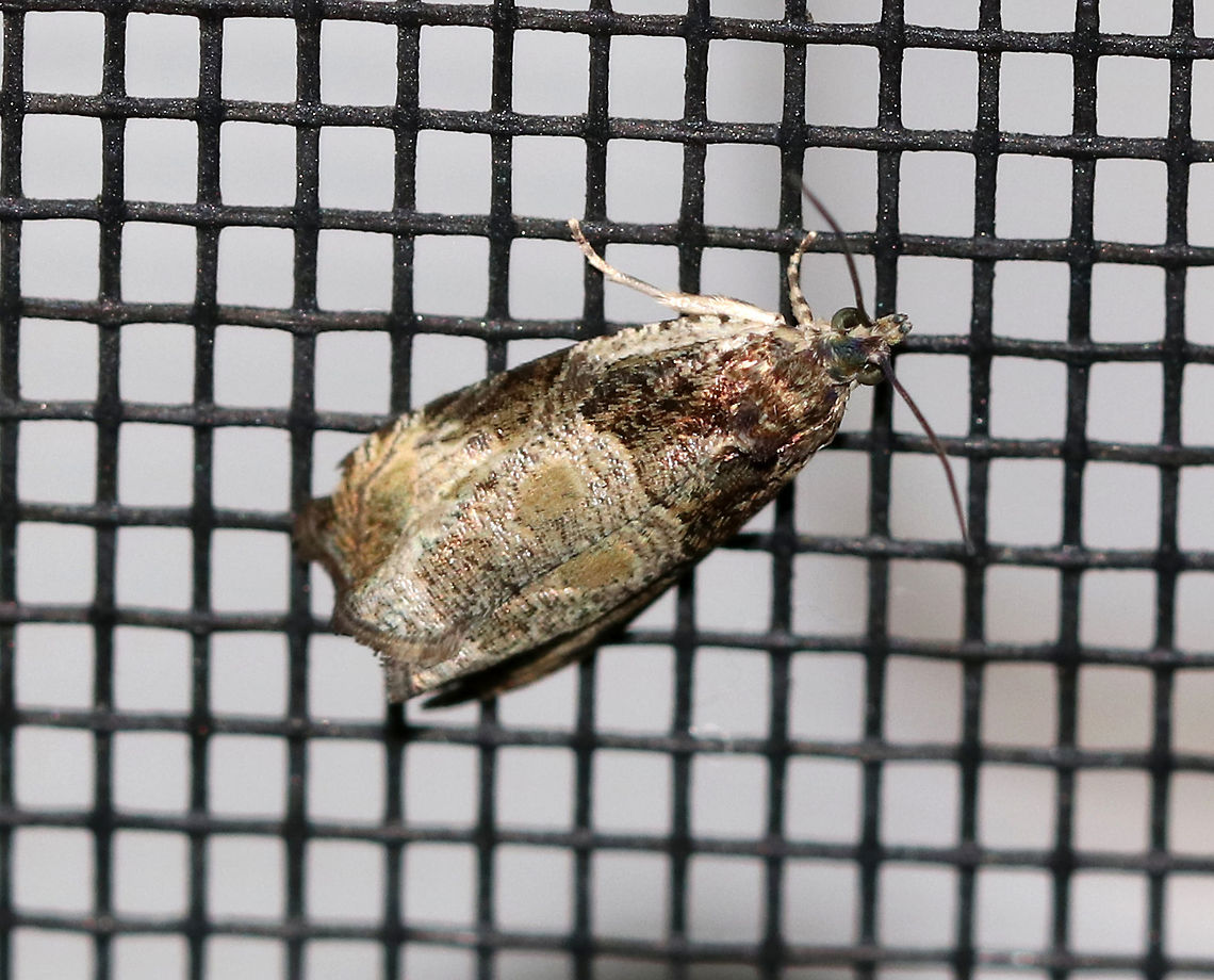 Olethreutes connectum - Bunchberry Leaffolder Moth Host: Dogwood<br />
<br />
Habitat: Attracted to a light in a semi-rural area Bunchberry Leaffolder Moth,Geotagged,Moth,Olethreutes connectum,Summer,United States