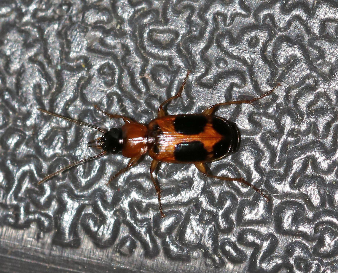 Badister neopulchellus TL: ~5 mm.Adults are found year-round along the edges of standing water.<br />
<br />
Habitat: Attracted to a black light in a semi-rural area Badister,Badister neopulchellus,Geotagged,Summer,United States,badister neopulchellus,beetle