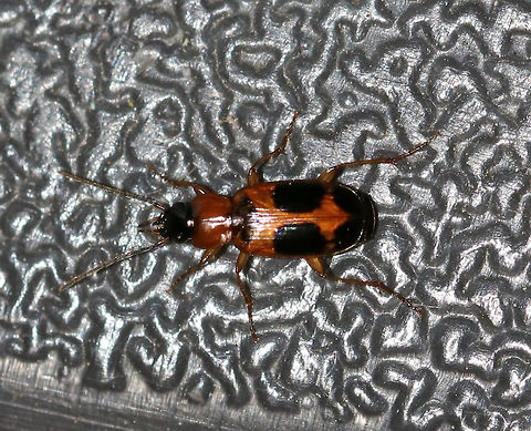 Badister neopulchellus