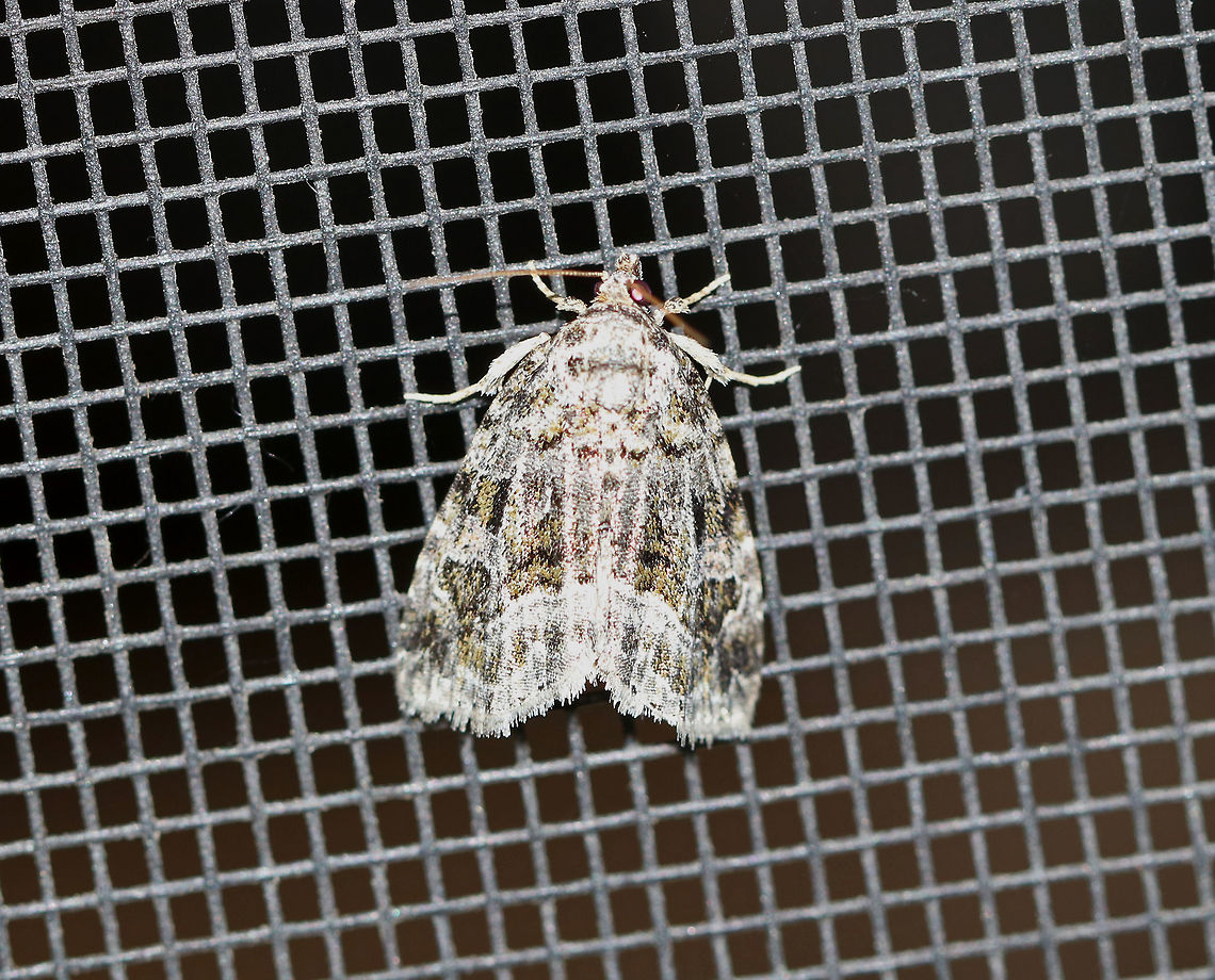 Large Mossy Glyph - Protodeltote muscosula <br />
Total length: ~10 mm. Peppery gray forewings with white-edged lines ands spots. Inner postmedial line is broadly edged in white. Fresh individuals have mossy green shading in basal, median, and subterminal areas.<br />
<br />
Habitat: Attracted to a black light at night in a semi-rural area. Geotagged,Large mossy lithacodium,Moth,Protodeltote muscosula,Summer,United States