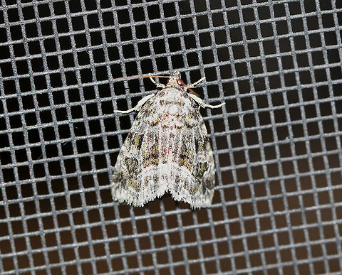 Large Mossy Glyph - Protodeltote muscosula 
Total length: ~10 mm. Peppery gray forewings with white-edged lines ands spots. Inner postmedial line is broadly edged in white. Fresh individuals have mossy green shading in basal, median, and subterminal areas.

Habitat: Attracted to a black light at night in a semi-rural area. Geotagged,Large mossy lithacodium,Moth,Protodeltote muscosula,Summer,United States