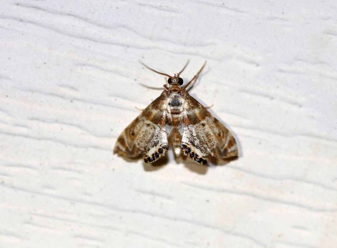 Feather-edged Petrophila Moth - Petrophila fulicalis TL: ~10 mm. Hosts: Diatoms and algae<br />
<br />
Habitat: Attracted to a black light in a semi-rural area. Feather-edged Petrophila Moth,Geotagged,Petrophila,Petrophila fulicalis,Summer,United States,moth