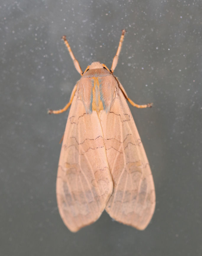 Banded tussock moth - Halysidota tessellaris Total length: ~25 mm. Pale pinkish tan forewing with irregular pattern of slightly darker bands. Thorax has blue and yellow dorsal stripes.<br />
<br />
Habitat: Attracted to a black light in a semi-rural area Banded tussock moth,Geotagged,Halysidota,Halysidota tessellaris,Summer,United States,moth