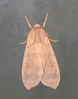 Banded tussock moth - Halysidota tessellaris Total length: ~25 mm. Pale pinkish tan forewing with irregular pattern of slightly darker bands. Thorax has blue and yellow dorsal stripes.

Habitat: Attracted to a black light in a semi-rural area Banded tussock moth,Geotagged,Halysidota,Halysidota tessellaris,Summer,United States,moth