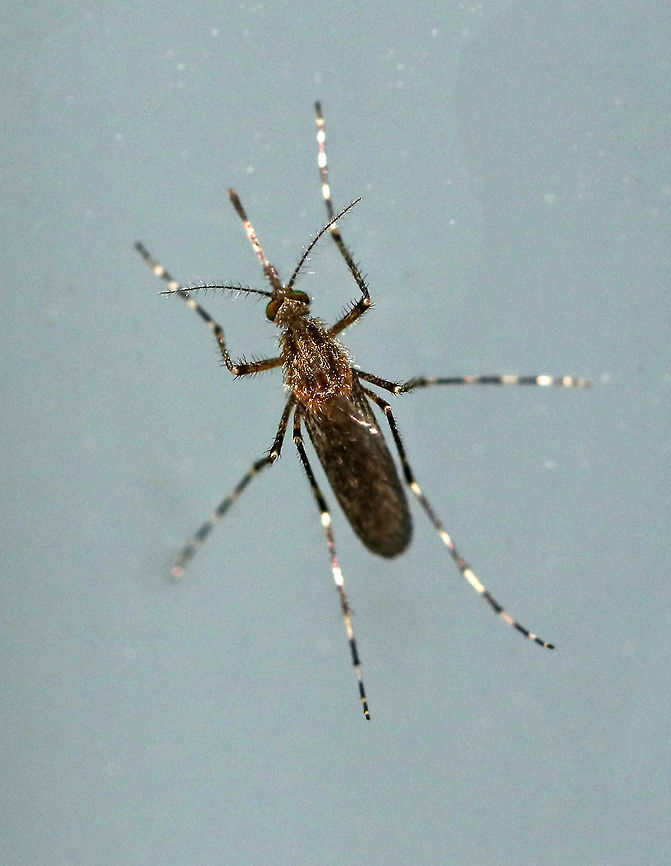 Cattail Mosquito - Coquillettidia perturbans Adult female mosquito with wide leg bands and a wide , undefined band on its proboscis.<br />
<br />
Fun fact: The larvae of this species have saw-like projections on their siphon, which pierce plants to get oxygen. Therefore, the larvae never need to surface for air. <br />
<br />
The adults feed on mammals and birds and are vectors of Eastern Equine Encephalitis (EEE) and West Nile Virus (WNV).<br />
<br />
Habitat: Attracted to a light in a semi-rural area<br />
<figure class="photo"><a href="https://www.jungledragon.com/image/81169/cattail_mosquito_-_coquillettidia_perturbans.html" title="Cattail Mosquito - Coquillettidia perturbans"><img src="https://s3.amazonaws.com/media.jungledragon.com/images/3232/81169_thumb.jpg?AWSAccessKeyId=05GMT0V3GWVNE7GGM1R2&Expires=1770854410&Signature=HVwIwJO5P%2BBY010dqCRyh2IbONc%3D" width="120" height="152" alt="Cattail Mosquito - Coquillettidia perturbans Adult female mosquito with wide leg bands and a wide , undefined band on its proboscis.<br />
<br />
Fun fact: The larvae of this species have saw-like projections on their siphon, which pierce plants to get oxygen. Therefore, the larvae never need to surface for air. <br />
<br />
Habitat: Attracted to a light in a semi-rural area<br />
https://www.jungledragon.com/image/81168/cattail_mosquito_-_coquillettidia_perturbans.html Coquillettidia perturbans,Geotagged,Summer,United States" /></a></figure> Coquillettidia perturbans,Geotagged,Summer,United States,cattail mosquito,mosquito