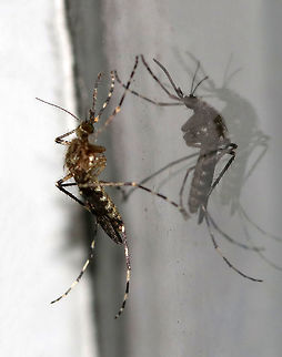 Cattail Mosquito - Coquillettidia perturbans Adult female mosquito with wide leg bands and a wide , undefined band on its proboscis.

Fun fact: The larvae of this species have saw-like projections on their siphon, which pierce plants to get oxygen. Therefore, the larvae never need to surface for air. 

Habitat: Attracted to a light in a semi-rural area
https://www.jungledragon.com/image/81168/cattail_mosquito_-_coquillettidia_perturbans.html Coquillettidia perturbans,Geotagged,Summer,United States