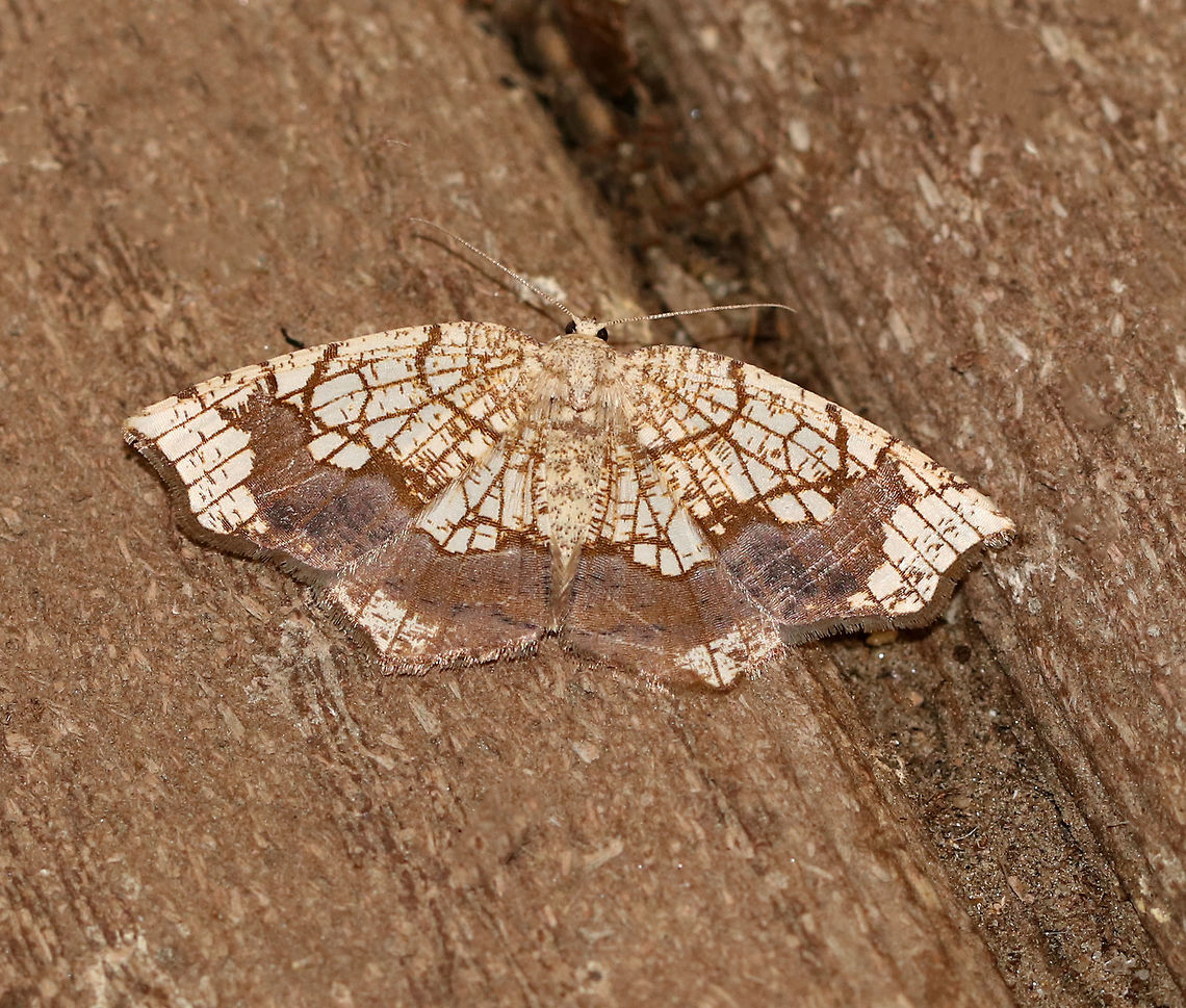 Horned Spanworm Moth - Nematocampa resistaria <br />
WS: ~3 cm. Yellowish-tan with brown markings.<br />
<br />
Habitat: Attracted to a light in a semi-rural area Geotagged,Horned spanworm moth,Nematocampa resistaria,Summer,United States