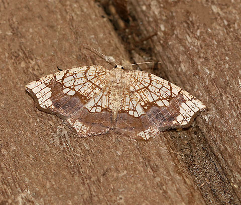 Horned Spanworm Moth - Nematocampa resistaria 
WS: ~3 cm. Yellowish-tan with brown markings.

Habitat: Attracted to a light in a semi-rural area Geotagged,Horned spanworm moth,Nematocampa resistaria,Summer,United States