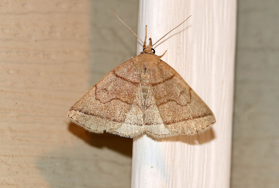 Early Fan-Foot - Zanclognatha cruralis TL: ~15 mm. Pale tan FW. PM line has indentation in bulge. Hosts: Balsam fir and dead leaves of deciduous trees.<br />
<br />
Habitat: Attracted to a light in a semi-rural area Early Fan-Foot,Geotagged,Summer,United States,Zanclognatha cruralis,moth
