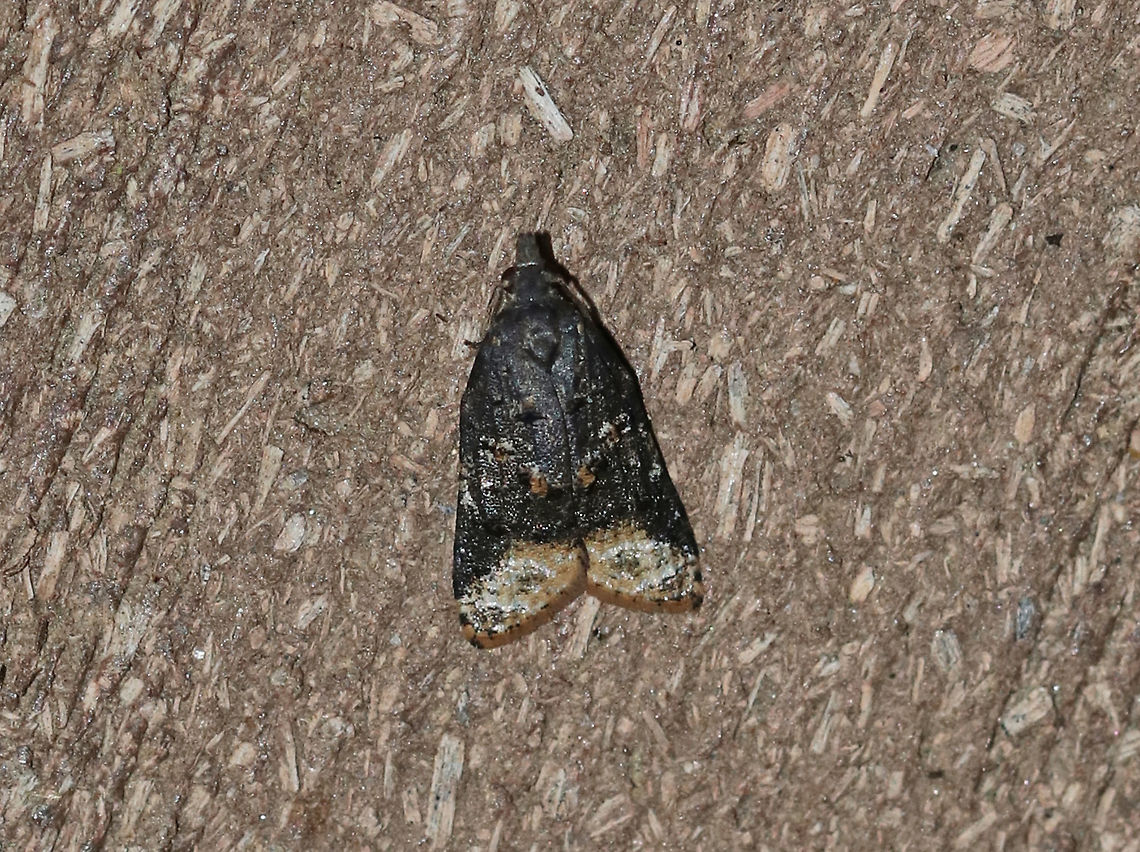 Singed Platynota - Platynota semiustana TL: ~10 mm. Sooty black FW with pale terminal line. Raised tufts of scales in median area . Hosts: unknown<br />
<br />
Habitat: Attracted to a black light in a semi-rural area Geotagged,Platynota semiustana,Summer,United States,moth