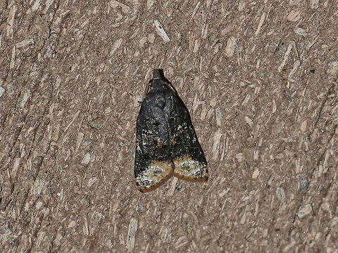 Singed Platynota - Platynota semiustana TL: ~10 mm. Sooty black FW with pale terminal line. Raised tufts of scales in median area . Hosts: unknown

Habitat: Attracted to a black light in a semi-rural area Geotagged,Platynota semiustana,Summer,United States,moth