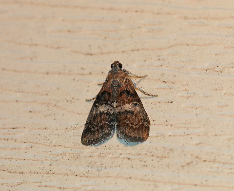 Maple Webworm Moth - Pococera asperatella TL: ~12 mm. Grayish brown FW with wide, white median band. Black AM and PM lines are double. Host: Maple

Habitat: Attracted to an incandescent light in a semi-rural area Geotagged,Pococera,Pococera asperatella,Summer,United States,maple webworm moth,moth