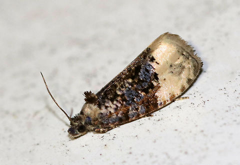 Buff-Tipped Marble - Hedya ochroleucana TL: ~8 mm. Creamy FW with blue-brown colors and irregular AM and median bands. Hosts: Rose, Mountain Ash, and Apple.

Habitat: Attracted to a black light in a semi-rural area Geotagged,Hedya,Hedya ochroleucana,Moth,Summer,United States