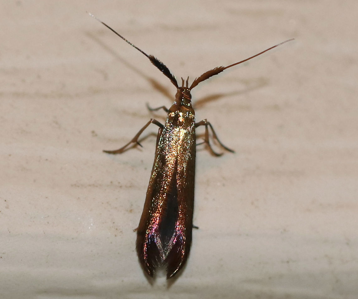 Metallic Casebearer - Coleophora mayrella TL: ~6-8 mm. Metallic, bronzy greenish FW wth a red sheen near the apex. It was tiny and so gorgeous!! Antennae are white-tipped and thick at the base. Host: Clover<br />
<br />
Habitat: Attracted to a light in a semi-rural area.  Coleophora mayrella,Geotagged,Summer,United States