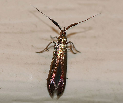 Metallic Casebearer - Coleophora mayrella TL: ~6-8 mm. Metallic, bronzy greenish FW wth a red sheen near the apex. It was tiny and so gorgeous!! Antennae are white-tipped and thick at the base. Host: Clover

Habitat: Attracted to a light in a semi-rural area.  Coleophora mayrella,Geotagged,Summer,United States