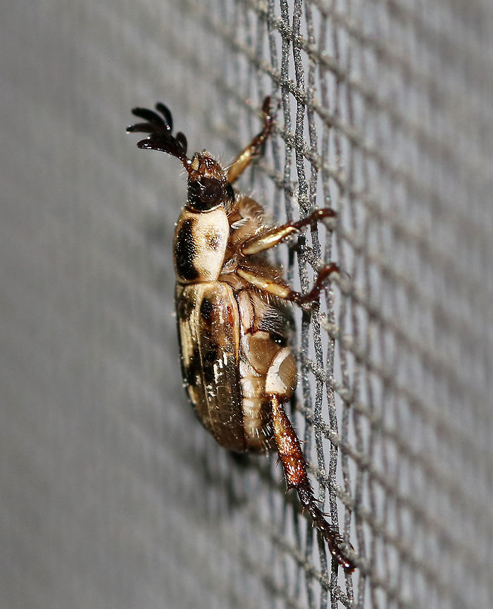 Oriental Beetle - Exomala orientalis Beetle with mottled, brown and black elytra. <br />
<br />
Adults can cause minor damage to flowering plants. The larvae actively feed on organic matter in the soil and on plant roots, which can cause serious damage to turfgrass and ornamental plants.<br />
<br />
Habitat: Attracted to a light in a semi-rural area<br />
<figure class="photo"><a href="https://www.jungledragon.com/image/81189/oriental_beetle_-_exomala_orientalis.html" title="Oriental Beetle - Exomala orientalis"><img src="https://s3.amazonaws.com/media.jungledragon.com/images/3232/81189_thumb.jpg?AWSAccessKeyId=05GMT0V3GWVNE7GGM1R2&Expires=1767225610&Signature=%2FYCCZaAJFzGV6OrB0Ok0HgtyP5c%3D" width="200" height="168" alt="Oriental Beetle - Exomala orientalis Beetle with mottled, brown and black elytra. <br />
<br />
Adults can cause minor damage to flowering plants. The larvae actively feed on organic matter in the soil and on plant roots, which can cause serious damage to turfgrass and ornamental plants.<br />
<br />
Habitat: Attracted to a light in a semi-rural area<br />
https://www.jungledragon.com/image/81188/oriental_beetle_-_exomala_orientalis.html Anomala orientalis,Geotagged,Oriental beetle,Summer,United States" /></a></figure> Anomala orientalis,Exomala,Geotagged,Oriental beetle,Summer,United States,beetle