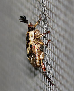 Oriental Beetle - Exomala orientalis Beetle with mottled, brown and black elytra. 

Adults can cause minor damage to flowering plants. The larvae actively feed on organic matter in the soil and on plant roots, which can cause serious damage to turfgrass and ornamental plants.

Habitat: Attracted to a light in a semi-rural area
https://www.jungledragon.com/image/81189/oriental_beetle_-_exomala_orientalis.html Anomala orientalis,Exomala,Geotagged,Oriental beetle,Summer,United States,beetle