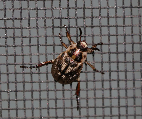Oriental Beetle - Exomala orientalis Beetle with mottled, brown and black elytra. 

Adults can cause minor damage to flowering plants. The larvae actively feed on organic matter in the soil and on plant roots, which can cause serious damage to turfgrass and ornamental plants.

Habitat: Attracted to a light in a semi-rural area
https://www.jungledragon.com/image/81188/oriental_beetle_-_exomala_orientalis.html Anomala orientalis,Geotagged,Oriental beetle,Summer,United States
