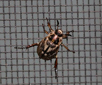 Oriental Beetle - Exomala orientalis Beetle with mottled, brown and black elytra. <br />
<br />
Adults can cause minor damage to flowering plants. The larvae actively feed on organic matter in the soil and on plant roots, which can cause serious damage to turfgrass and ornamental plants.<br />
<br />
Habitat: Attracted to a light in a semi-rural area<br />
https://www.jungledragon.com/image/81188/oriental_beetle_-_exomala_orientalis.html Anomala orientalis,Geotagged,Oriental beetle,Summer,United States
