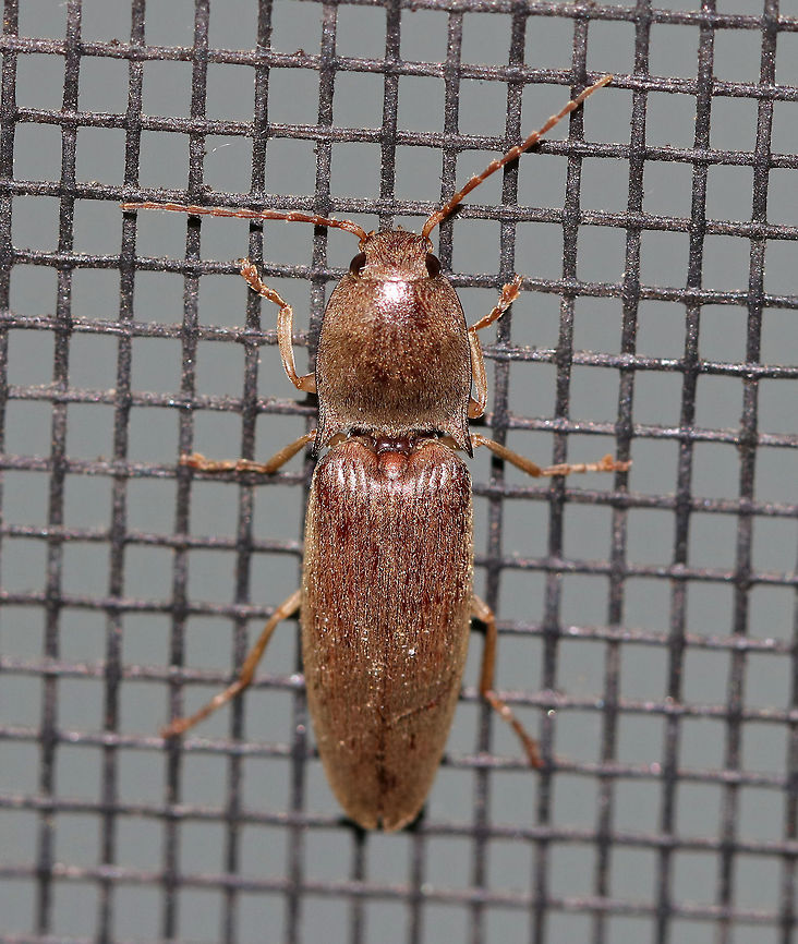 Click Beetle - Conoderus lividus TL: ~15 mm. Brown with pale legs and dense pubescence.<br />
<br />
Habitat: Attracted to a light in a semi-rural area Conoderus lividus,Geotagged,Summer,United States,beetle,click beetle