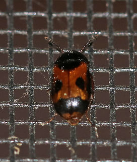 Glischrochilus sanguinolentus TL: ~5 mm. Unfortunately, this little beetle was camera shy and stayed out of reach.

Habitat: Attracted to a light in a semi-rural area Geotagged,Glischrochilus,Glischrochilus sanguinolentus,Summer,United States,beetle