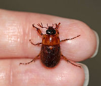 Northern Masked Chafer - Cyclocephala borealis TL: ~13 mm. Oblong-oval, shiny, and pubescent. Larvae eat grass hosts.<br />
<br />
Habitat: Attracted to an incandescent light in a semi-rural area<br />
https://www.jungledragon.com/image/81204/northern_masked_chafer_-_cyclocephala_borealis.html Cyclocephala borealis,Geotagged,Northern masked chafer,Summer,United States,beetle,chafer