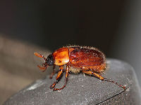 Northern Masked Chafer - Cyclocephala borealis TL: ~13 mm. Oblong-oval, shiny, and pubescent. Larvae eat grass hosts.<br />
<br />
Habitat: Attracted to an incandescent light in a semi-rural area<br />
https://www.jungledragon.com/image/81203/northern_masked_chafer_-_cyclocephala_borealis.html Cyclocephala borealis,Geotagged,Northern masked chafer,Summer,United States