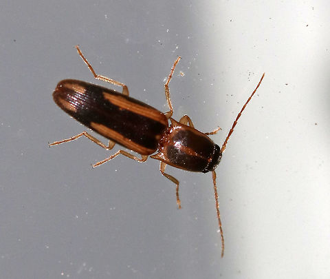 Tobacco Wireworm - Conoderus vespertinus Total length: 8 mm. Elongate beetle that is yellowish brown in color with pubescence on its dorsal surface. Pronotum has a broad stripe on each side, and the elytra have a broad line down the suture.

Habitat: Attracted to an incandescent light in a semi-rural area. Conoderus vespertinus,Geotagged,Summer,Tobacco wireworm,United States