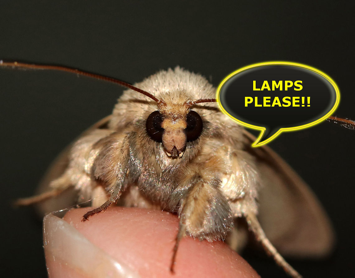 Moth Week 2019 This is an early reminder that National Moth Week 2019 will be July 20-28! This is a worldwide event where everyone is encouraged to get outside to observe and photograph moths! We will be compiling a list of all moths shared on JungleDragon&rsquo;s website during Moth Week, so please share your photos at <a href="https://www.jungledragon.com/" rel="nofollow">https://www.jungledragon.com/</a> .<br />
<br />
The National Moth Week website has ideas on how to attract moths, such as turning on an outside lights and lamps, putting up a sheet that&rsquo;s illuminated by a light, smearing ferment on trees, etc.(<a href="http://nationalmothweek.org/finding-moths-2/" rel="nofollow">http://nationalmothweek.org/finding-moths-2/</a> )<br />
<br />
If anyone has any questions, please comment below! We will be posting another reminder as we get closer to moth week, but in the meantime, mark your calendars and get your lights ready to shine! #JungleDragon Geotagged,Spring,United States,moth,moth week,moth week 2019