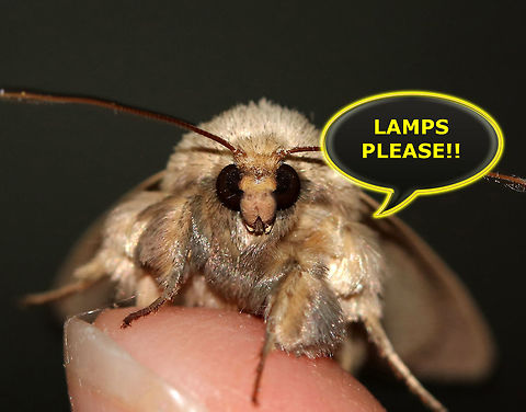 Moth Week 2019 This is an early reminder that National Moth Week 2019 will be July 20-28! This is a worldwide event where everyone is encouraged to get outside to observe and photograph moths! We will be compiling a list of all moths shared on JungleDragon&rsquo;s website during Moth Week, so please share your photos at https://www.jungledragon.com/ .

The National Moth Week website has ideas on how to attract moths, such as turning on an outside lights and lamps, putting up a sheet that&rsquo;s illuminated by a light, smearing ferment on trees, etc.(http://nationalmothweek.org/finding-moths-2/ )

If anyone has any questions, please comment below! We will be posting another reminder as we get closer to moth week, but in the meantime, mark your calendars and get your lights ready to shine! #JungleDragon Geotagged,Spring,United States,moth,moth week,moth week 2019