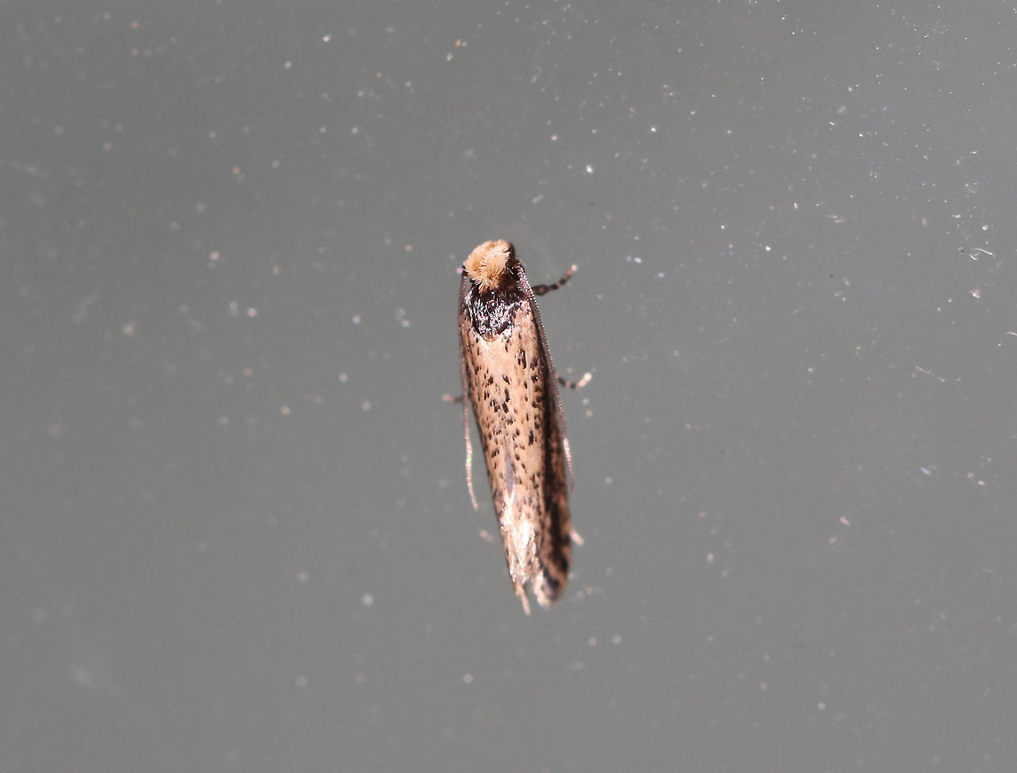 Dark-collared Tinea - Tinea apicimaculella TL: ~5 mm. Tan FW with a narrow, black &quot;collar&quot; (thorax). Black dot on inner median area and some speckles throughout. Hosts: unknown<br />
<br />
Habitat: Attracted to an incandescent light in a semi-rural area Dark-collared Tinea,Geotagged,Summer,Tinea apicimaculella,United States,moth,tinea