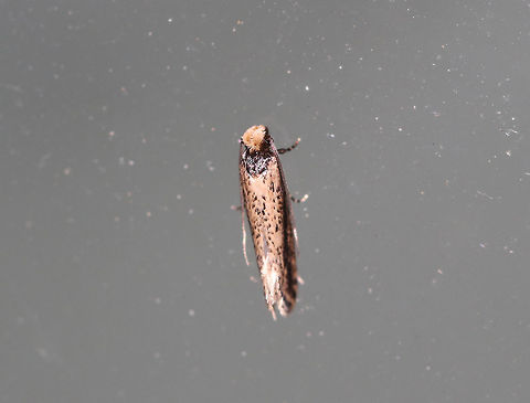 Dark-collared Tinea - Tinea apicimaculella TL: ~5 mm. Tan FW with a narrow, black "collar" (thorax). Black dot on inner median area and some speckles throughout. Hosts: unknown

Habitat: Attracted to an incandescent light in a semi-rural area Dark-collared Tinea,Geotagged,Summer,Tinea apicimaculella,United States,moth,tinea