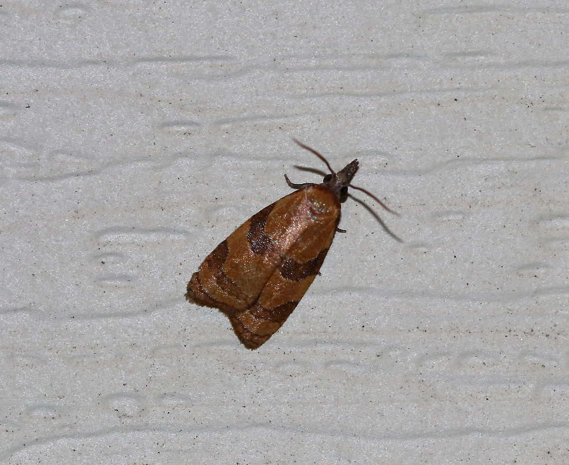 Spring Dead-leaf Roller - Cenopis diluticostana TL: ~6-7 mm. Shiny orange FW with darker AM and PM bands. Hosts: Ash, possibly oak.<br />
<br />
Habitat: Attracted to an LED light (395 nm) in a semi-rural area Cenopis diluticostana,Geotagged,Spring dead-leaf roller,Summer,United States